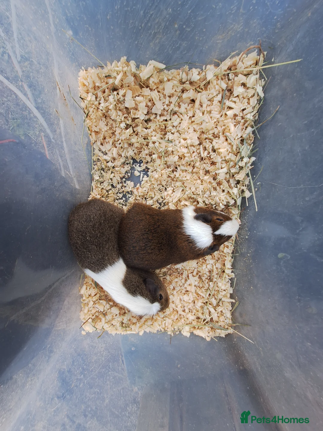 Guinea Pig rodents for sale: A pair of male guinea pigs for sale £40 - Advert 5