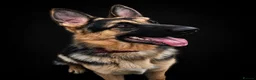 German Shepherd dogs for stud: Harvonock's King Koda @ stud - Advert 16