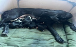 Border Collie dogs for sale: Sheepdog puppies - Advert 13