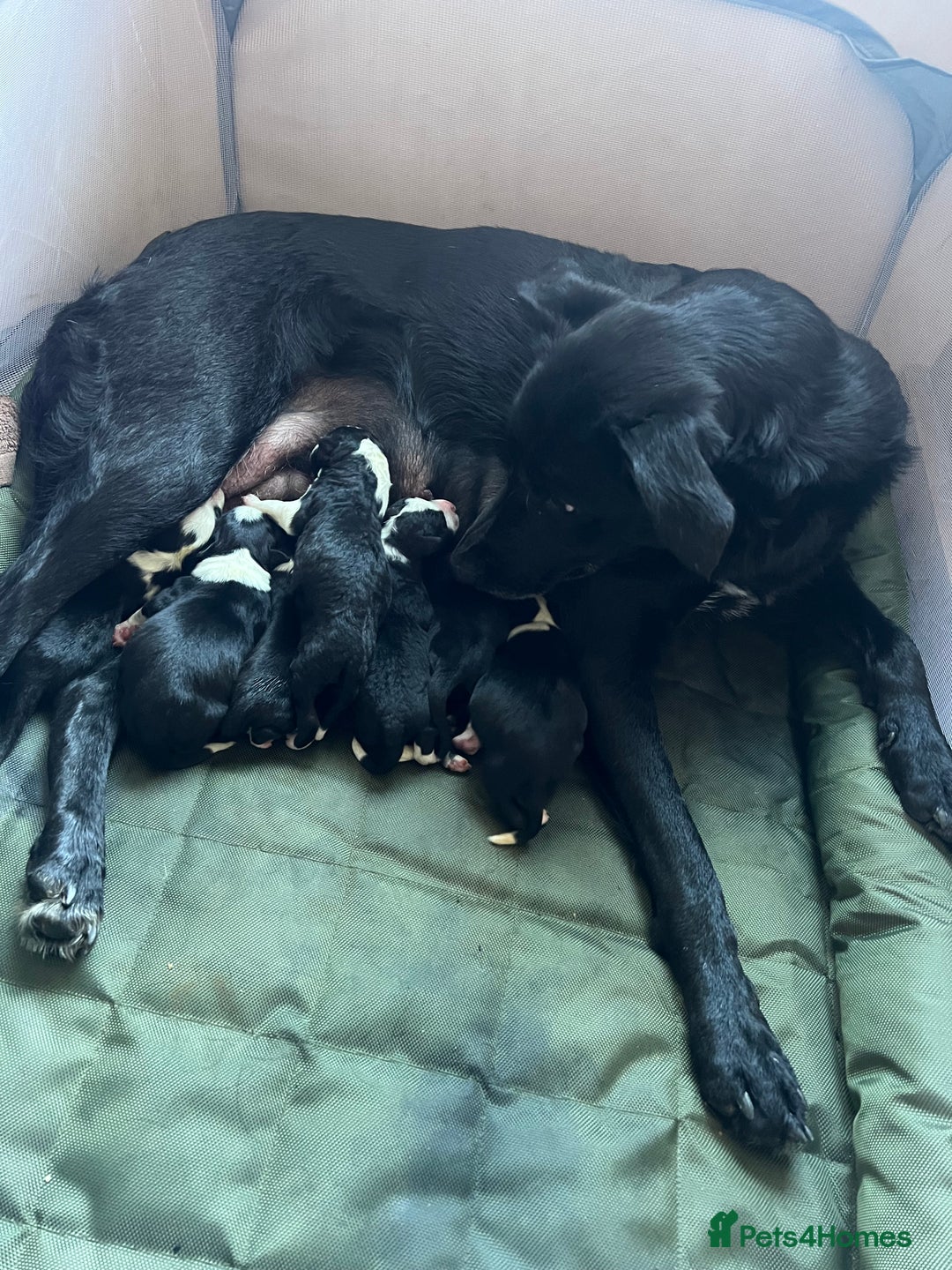 Border Collie dogs for sale: Sheepdog puppies - Advert 13