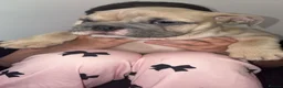 English Bulldog dogs for sale: English bulldogs  - Advert 5