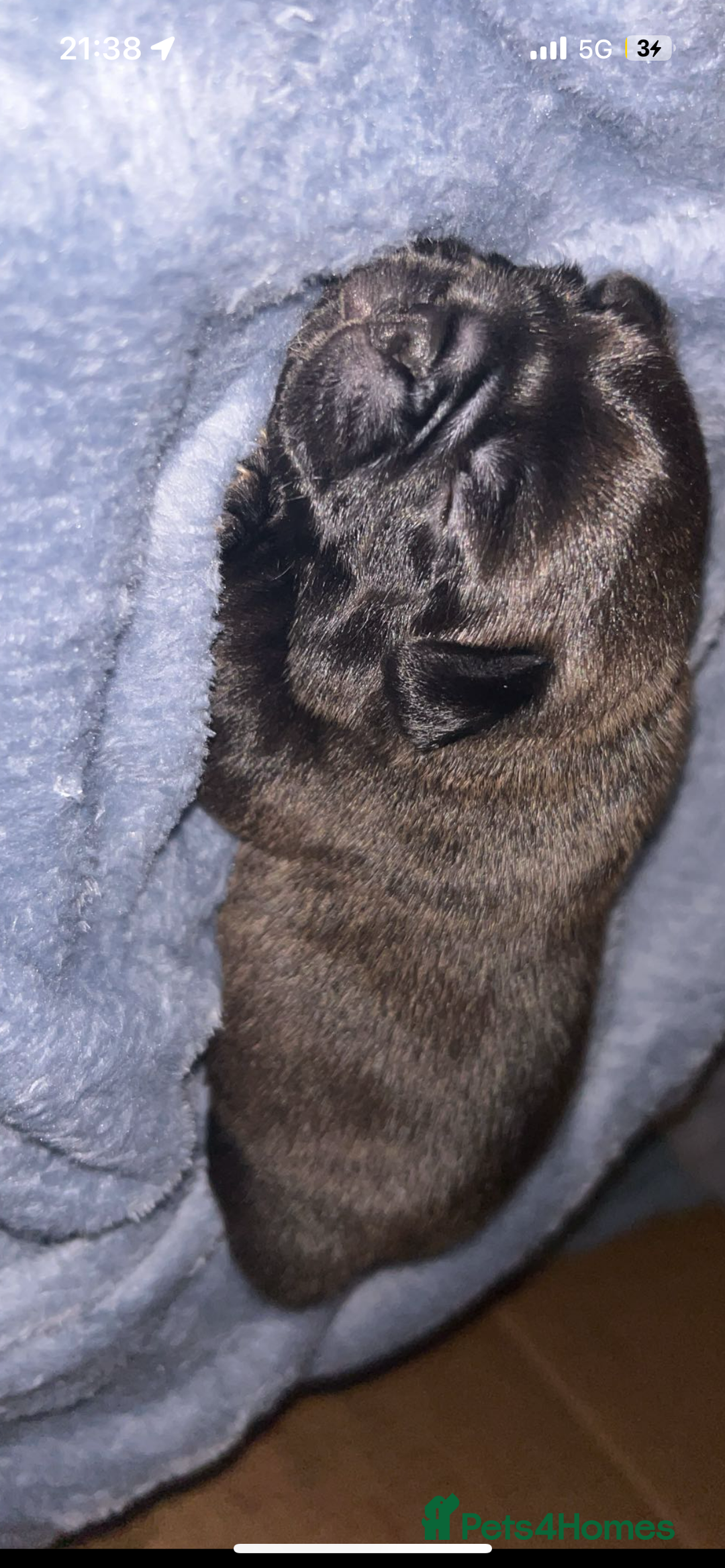 Frug dogs for sale: Frug puppies  - Advert 36