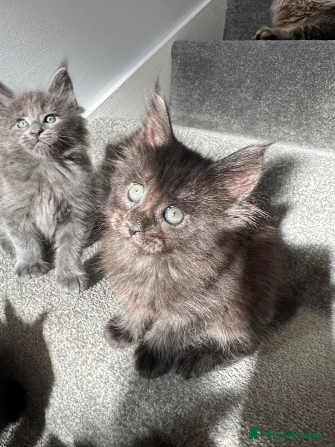Maine Coon cats for sale: Pedigree Maine Coon Kittens – Blues & Smokes - Advert 18