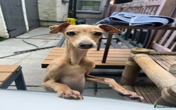 Italian Greyhound dogs for stud: Tiny stud with larger than life personality - Image 9