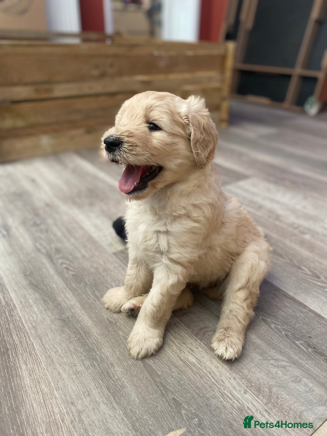 Goldendoodle dogs for sale: Only 2 left of Mela's Marvels F1Bs - Image 3