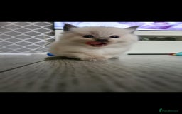 Ragdoll cats for sale: Beautiful Ragdoll kittens - Advert 10