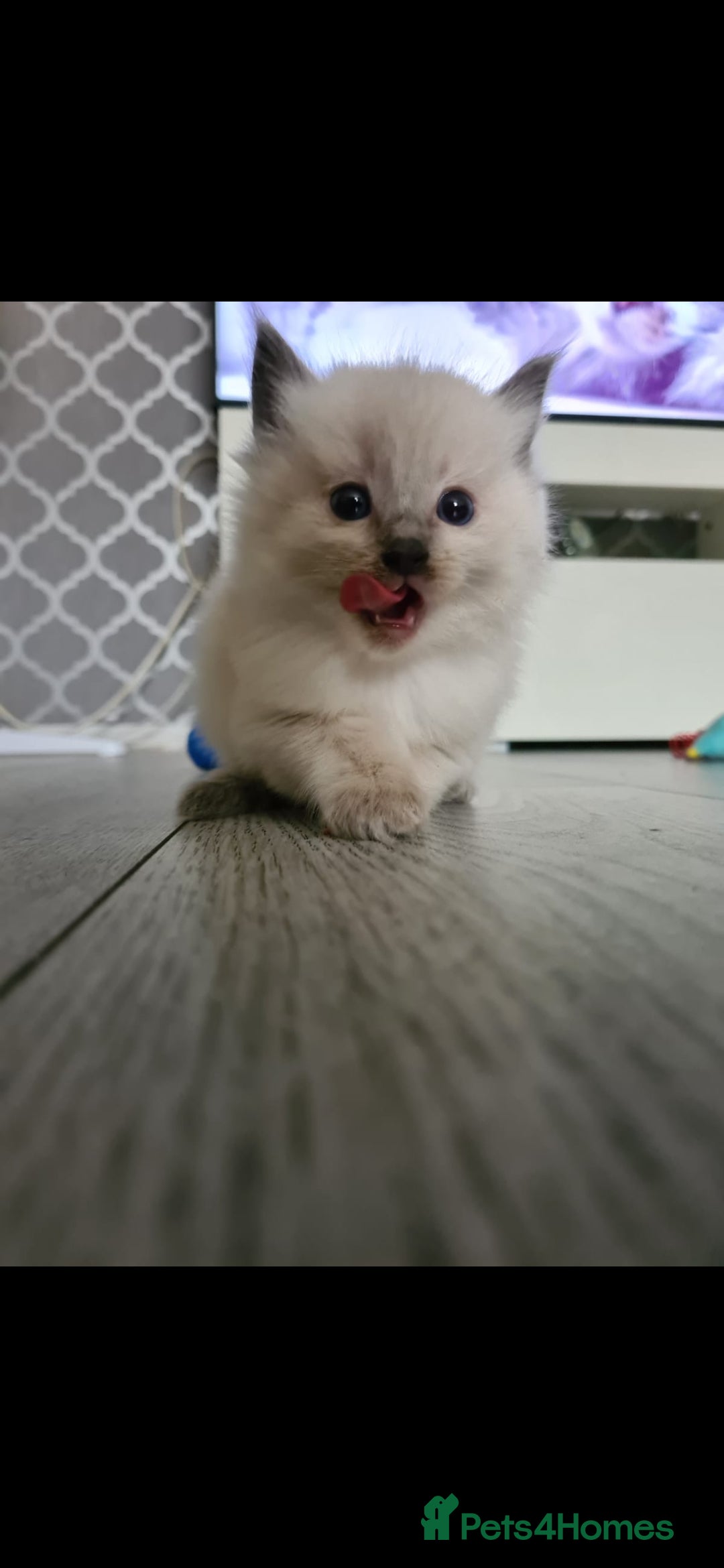 Ragdoll cats for sale: Beautiful Ragdoll kittens - Advert 10