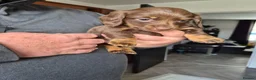Dachshund dogs for sale: 3 female and 2 male puppies  in Inverurie - Advert 4