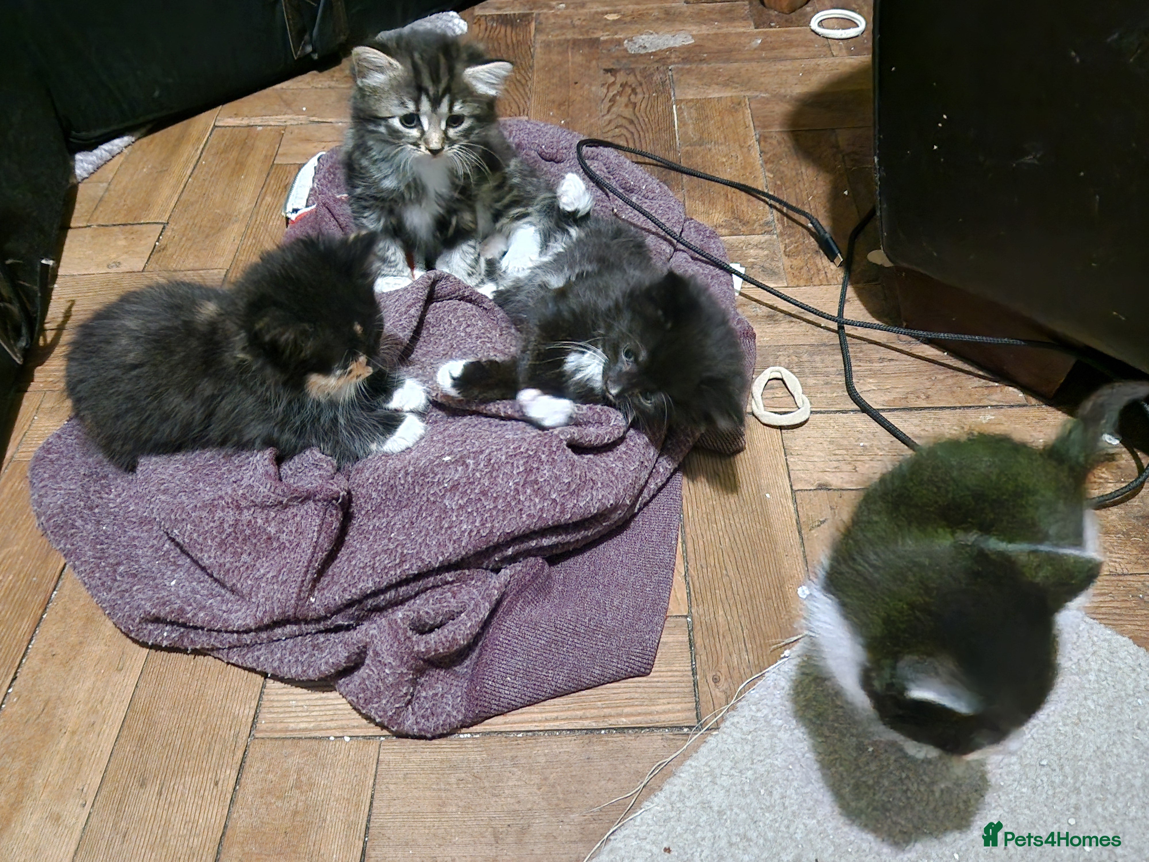 Mixed Breed cats for sale: 4 kitten  - Advert 8