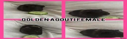 Guinea Pig rodents for sale: BABY GUINEA PIGS READY NOW  - Advert 6