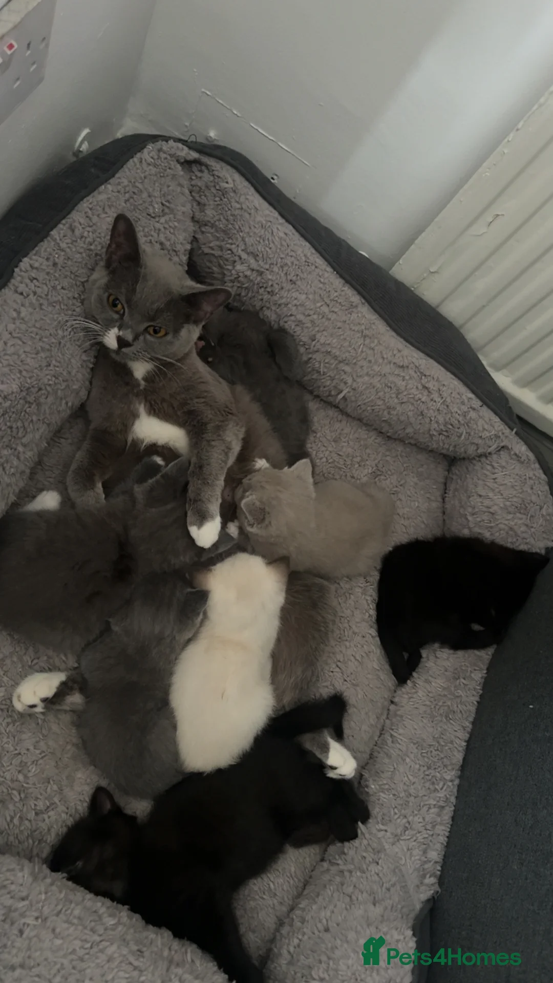 British Shorthair cats for sale: British shorthair  in Sheffield - Advert 1