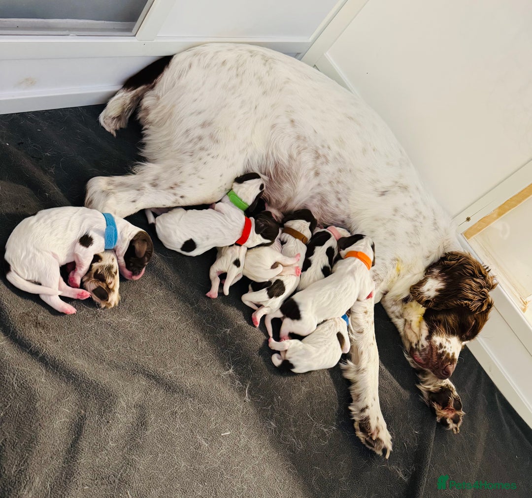 English Springer Spaniel dogs for sale: KC Quality English Springer Spaniels - Image 9