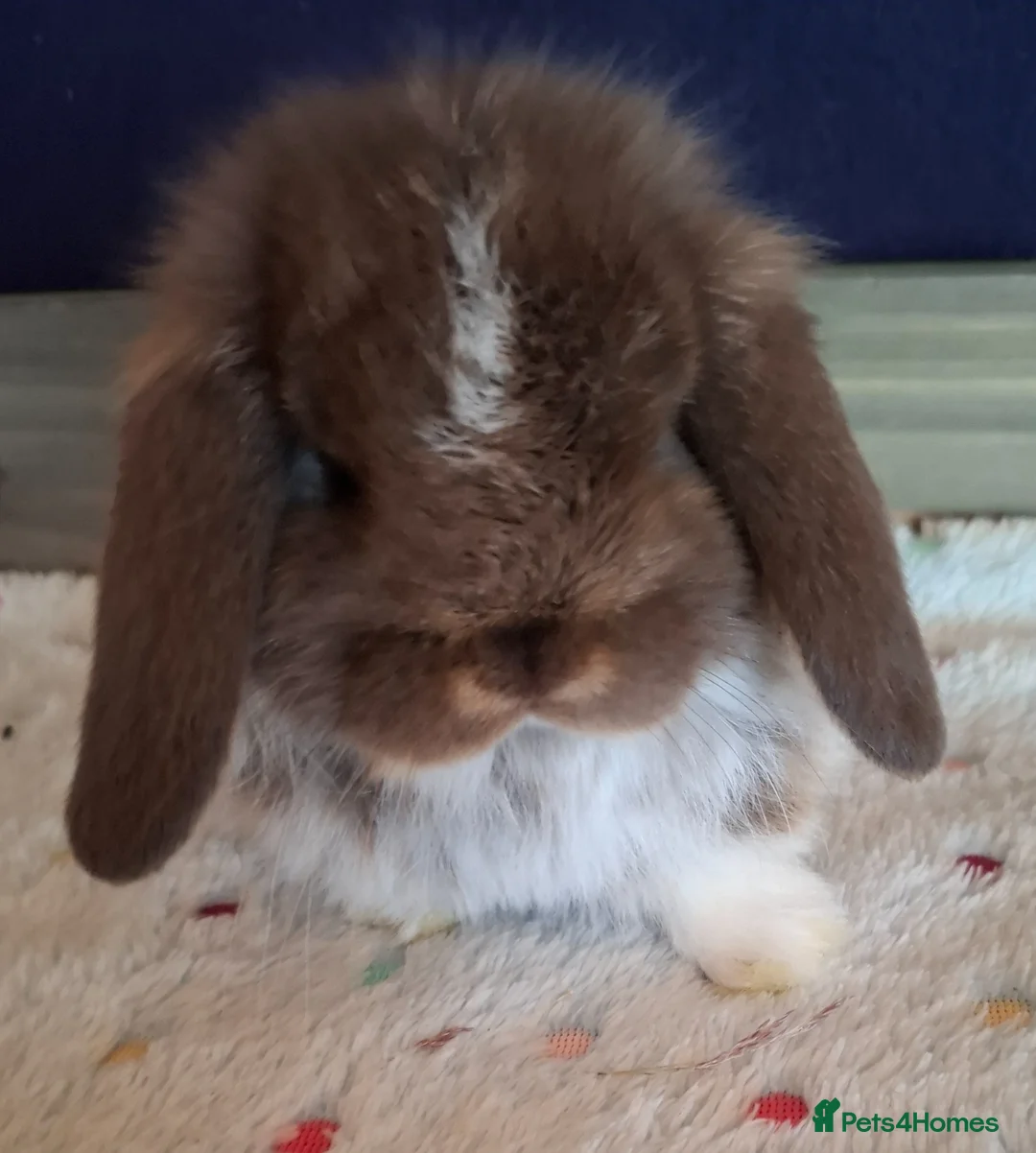 Mini Lop rabbits for sale: Mini lop buck - Advert 2