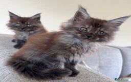 Maine Coon cats for sale: Pure Maine Coons - Image 5