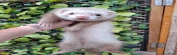 Ferret rodents for sale: Full and semi pedigree champagne angora hobs  - Advert 3
