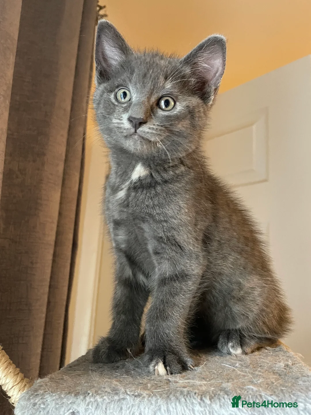 Mixed Breed cats for sale: Mixed Breed Kittens – 1 Male & 4 Female Available - Advert 9