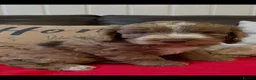 Cockapoo dogs for sale: Stunning F1 cockapoos  - Advert 4