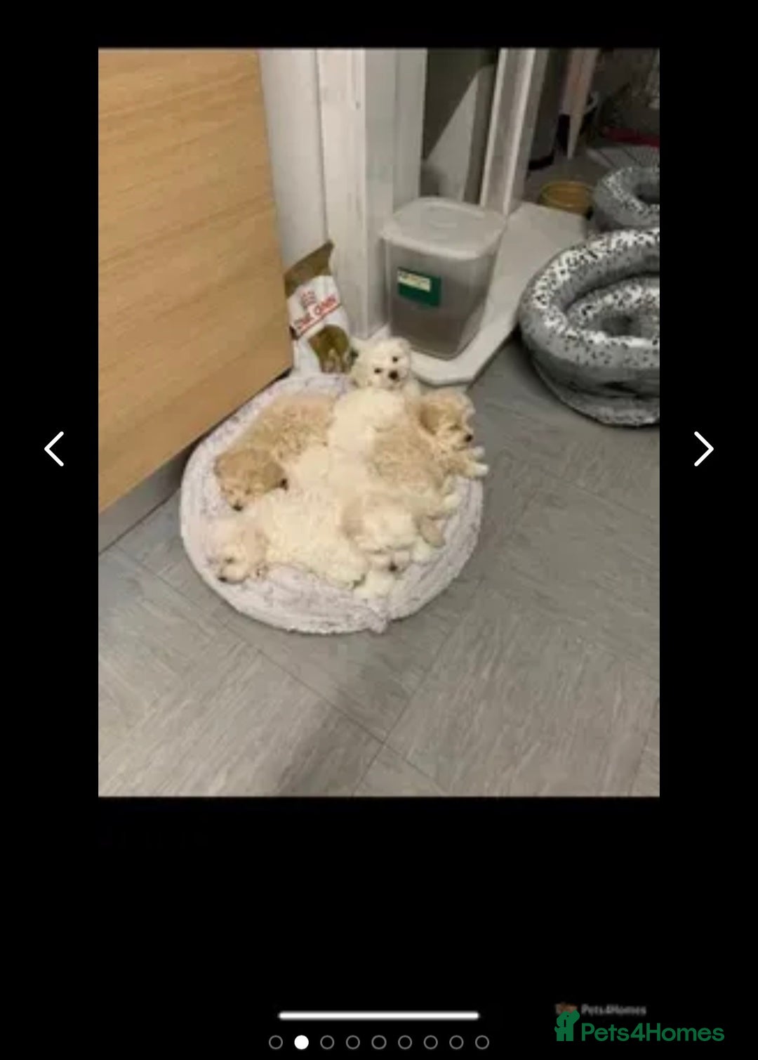 Maltese dogs for stud: Small Maltese dog for stud  in Stafford - Advert 3
