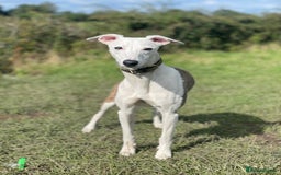 Whippet dogs for sale: Whippet Pups For Sale - Image 12
