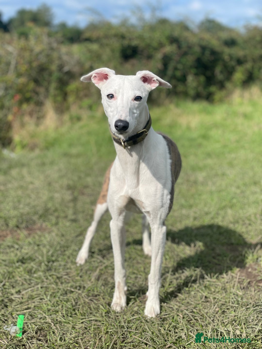 Whippet dogs for sale: Whippet Pups For Sale - Image 12