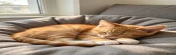 European cats for sale:  FREE ! Loving Cats Need a New Home — Mother & Son - Advert 6