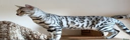 Bengal cats for sale: Bengal Adolescent & Young Adult Entire Males - Advert 9
