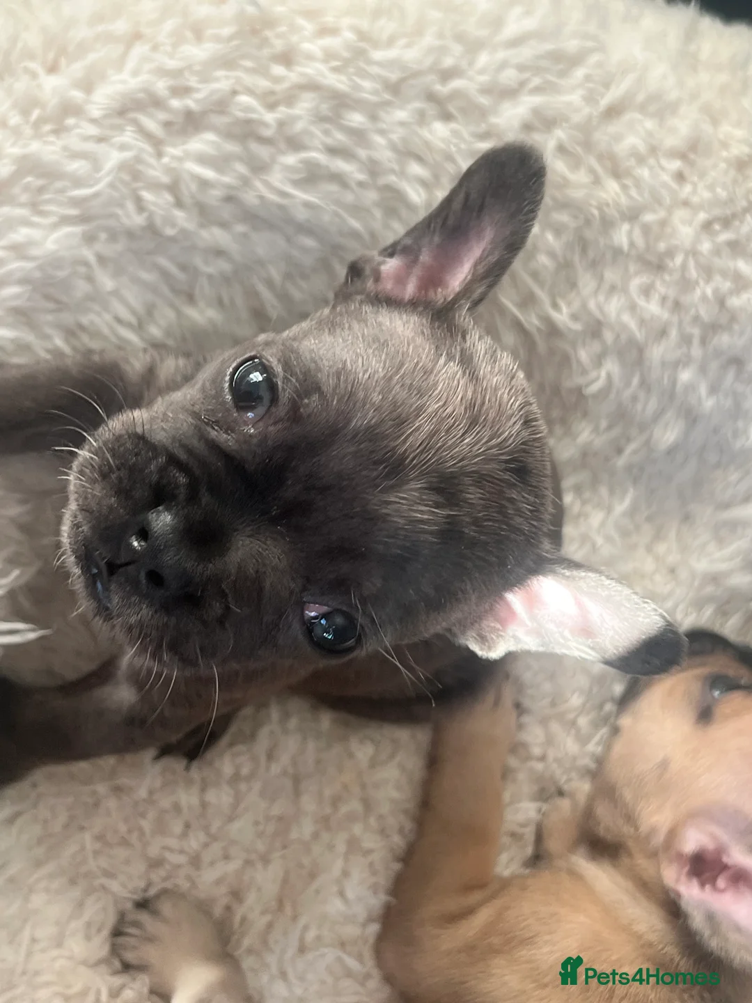 French Bulldog dogs for sale: French bulldog puppys  in London - Advert 2