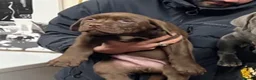 Bandog dogs for sale: Bandogge pup - Advert 7