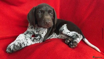 German Shorthaired Pointer dogs - Advert 4