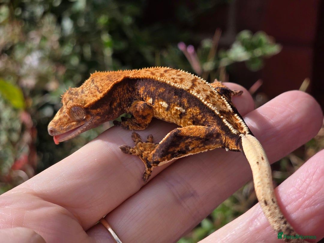 Gecko reptiles for sale: Crested geckos  - Image 7