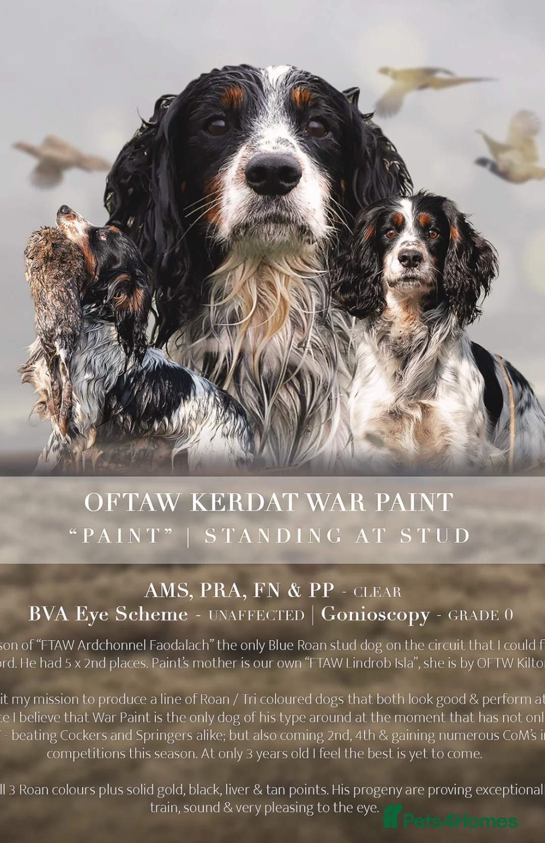 Cocker Spaniel dogs for sale: KC registered Cocker Spaniel Dog Puppy - Advert 5