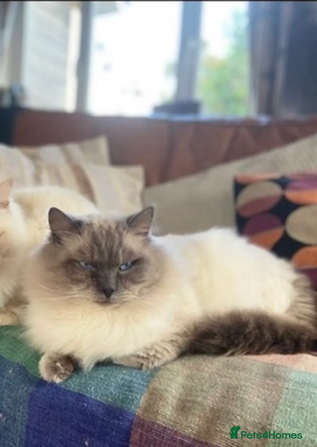 Ragdoll cats for sale: Gorgeous Ragdoll *READY NOW* - Advert 3