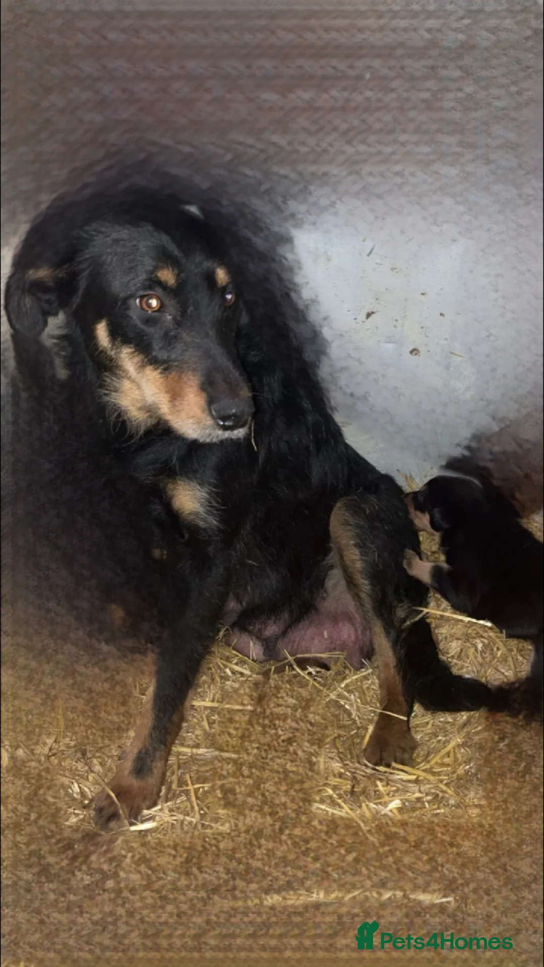 Mixed Breed dogs for sale: Huntaway - Advert 2