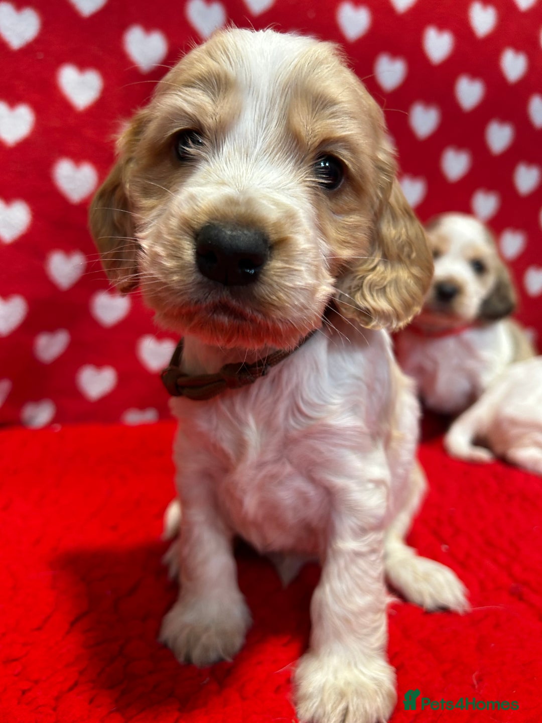 Cocker Spaniel dogs for sale: KC Registered show type cocker spaniel puppies.  - Advert 16