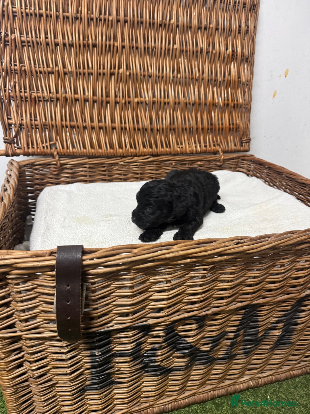 Cockapoo dogs for sale:  DNA health tested fully vaccinated ready to go - Advert 12