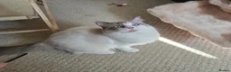 Ragdoll cats for sale: Beautiful pedigree ragdoll kitten - Advert 2