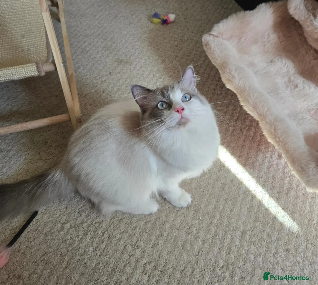 Ragdoll cats for sale: Beautiful pedigree ragdoll kitten - Advert 2