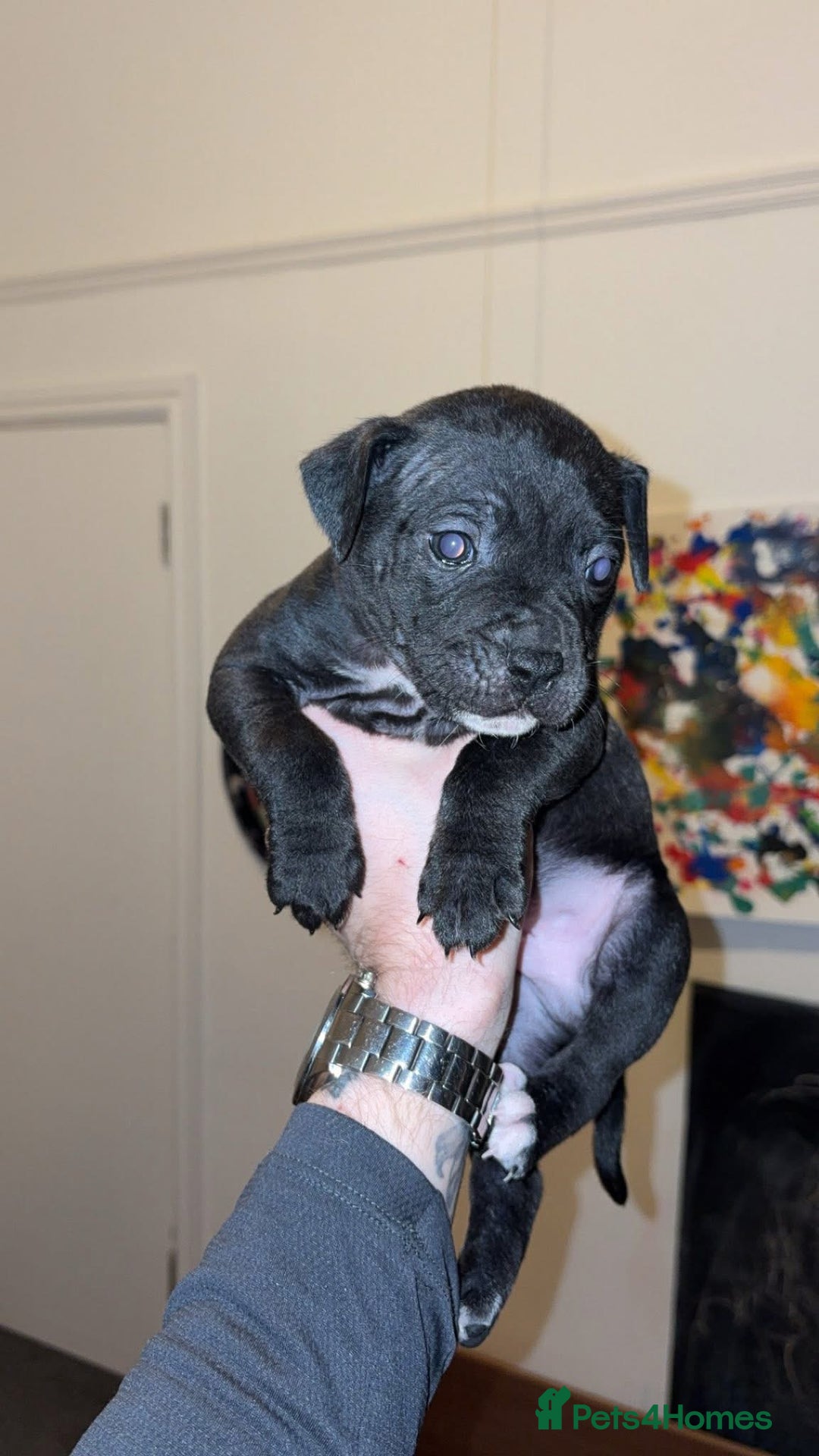 Mixed Breed dogs for sale: 2 black/brindle boys remaining  - Advert 6