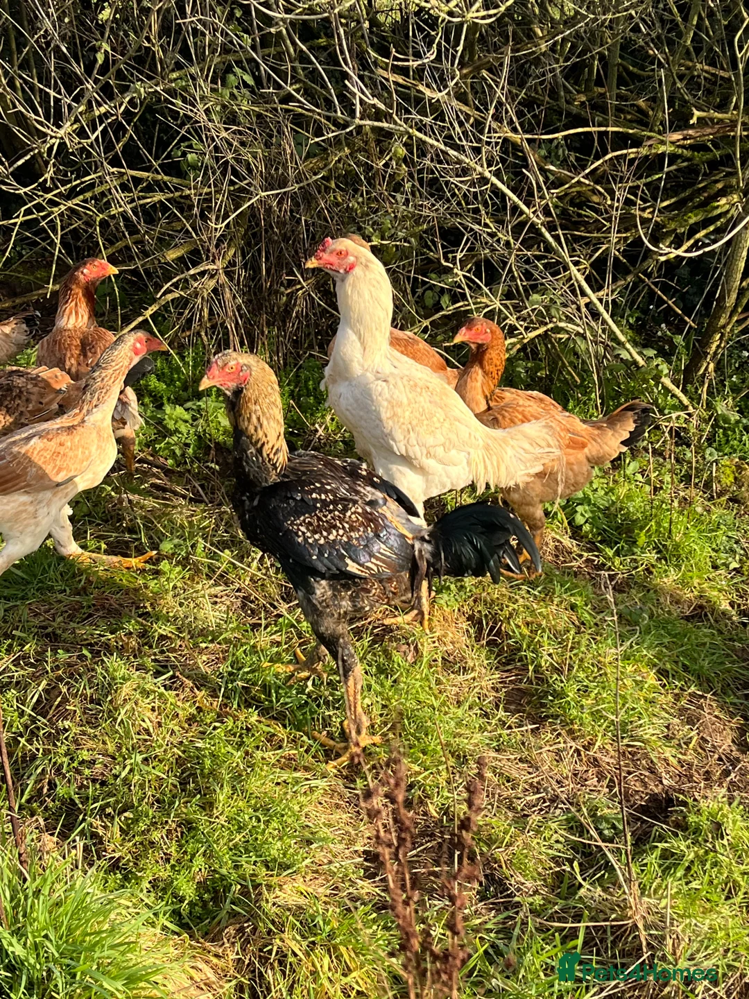 Chickens poultry for sale: Indio Gigante *LARGE BIRDS Portuguese bloodlines* - Advert 3