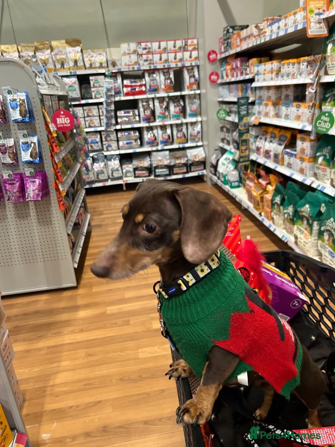 Dachshund dogs for sale: Little Daxie lady looking for special home  - Advert 3