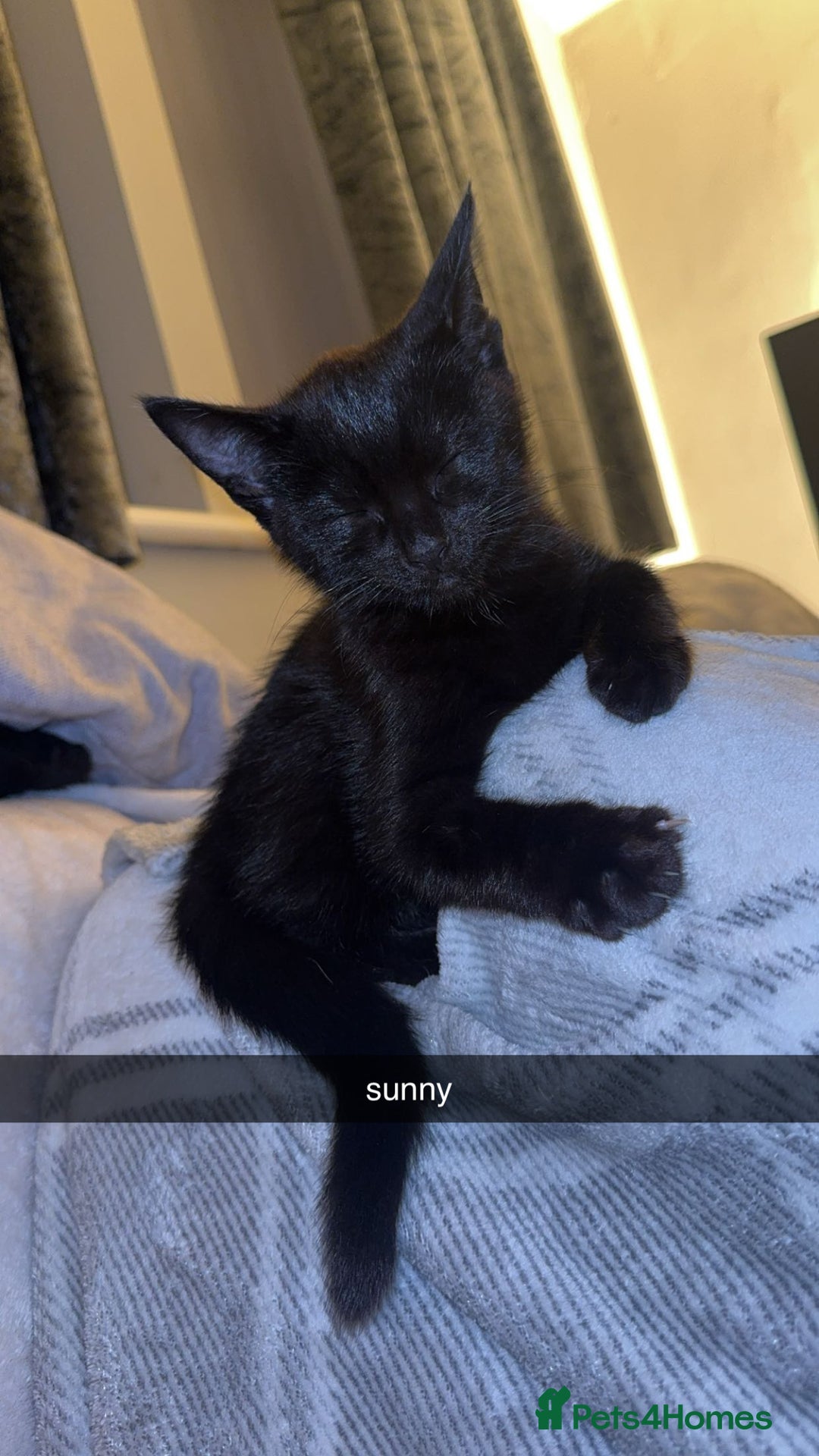 Bombay cats for sale: two gorgeous black males  - Advert 3
