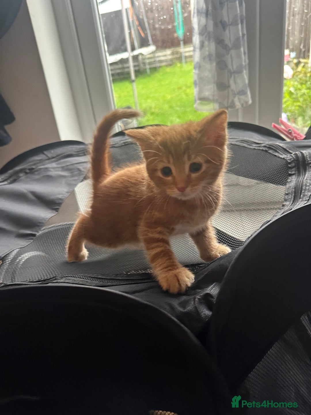 Mixed Breed cats for sale: 2 Gorgeous kittens available  - Advert 3