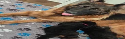 German Shepherd dogs for sale: Stunning GSD Puppies – KC Registered –  DM Clear - Advert 2