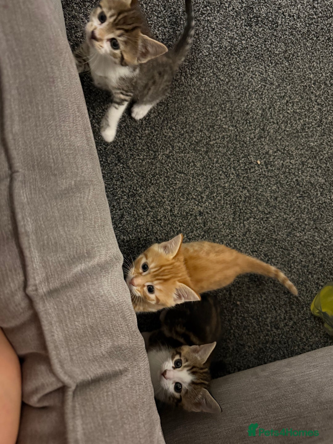 Domestic Shorthair cats for sale: BEAUTIFUL, FRIENDLY KITTENS FOR SALE!!🐈❤️ - Image 13