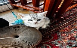 British Shorthair cats for sale: Beautiful British Shorthair/Turkish Angora Kittens - Image 22