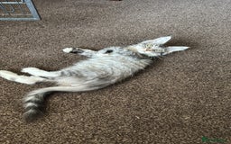 Maine Coon cats for sale: Female Mainecoon For Sale - Image 5