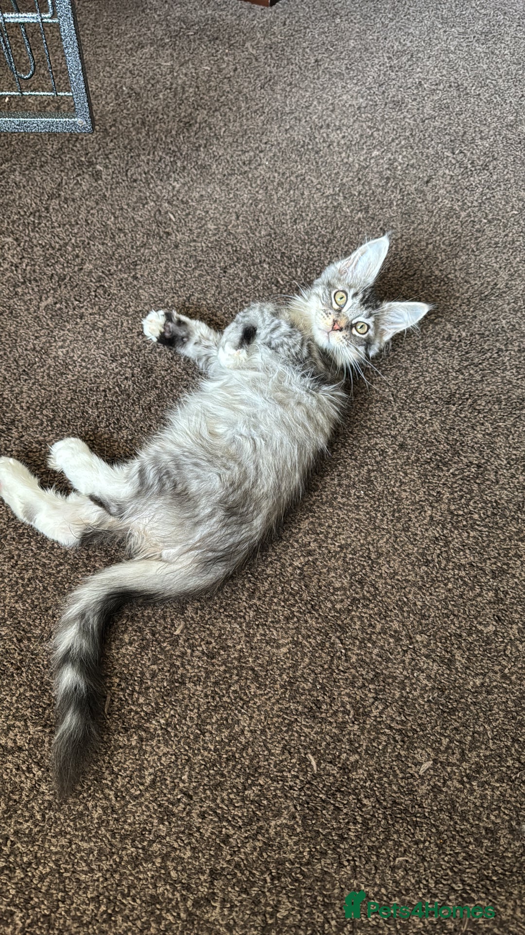 Maine Coon cats for sale: Female Mainecoon For Sale - Image 5