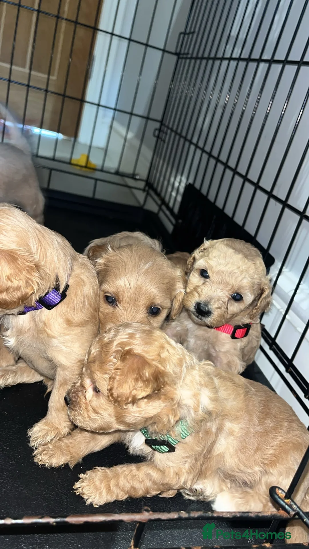 Schnoodle dogs for sale: 7 schnoodle puppies  - Advert 1