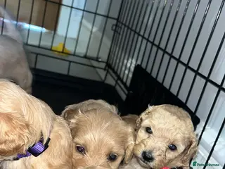 Schnoodle dogs 7 schnoodle puppies - Advert 3