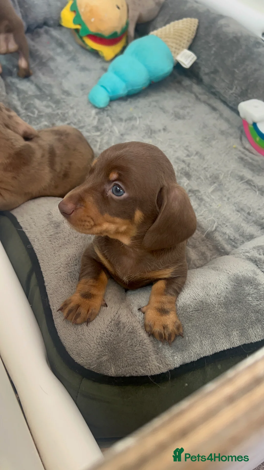 Dachshund dogs for sale: One little pup🩷 - Advert 2